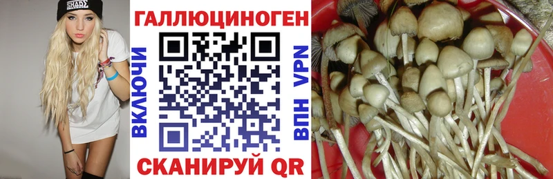 где найти наркотики  OMG зеркало  Псилоцибиновые грибы GOLDEN TEACHER  Тамбов 